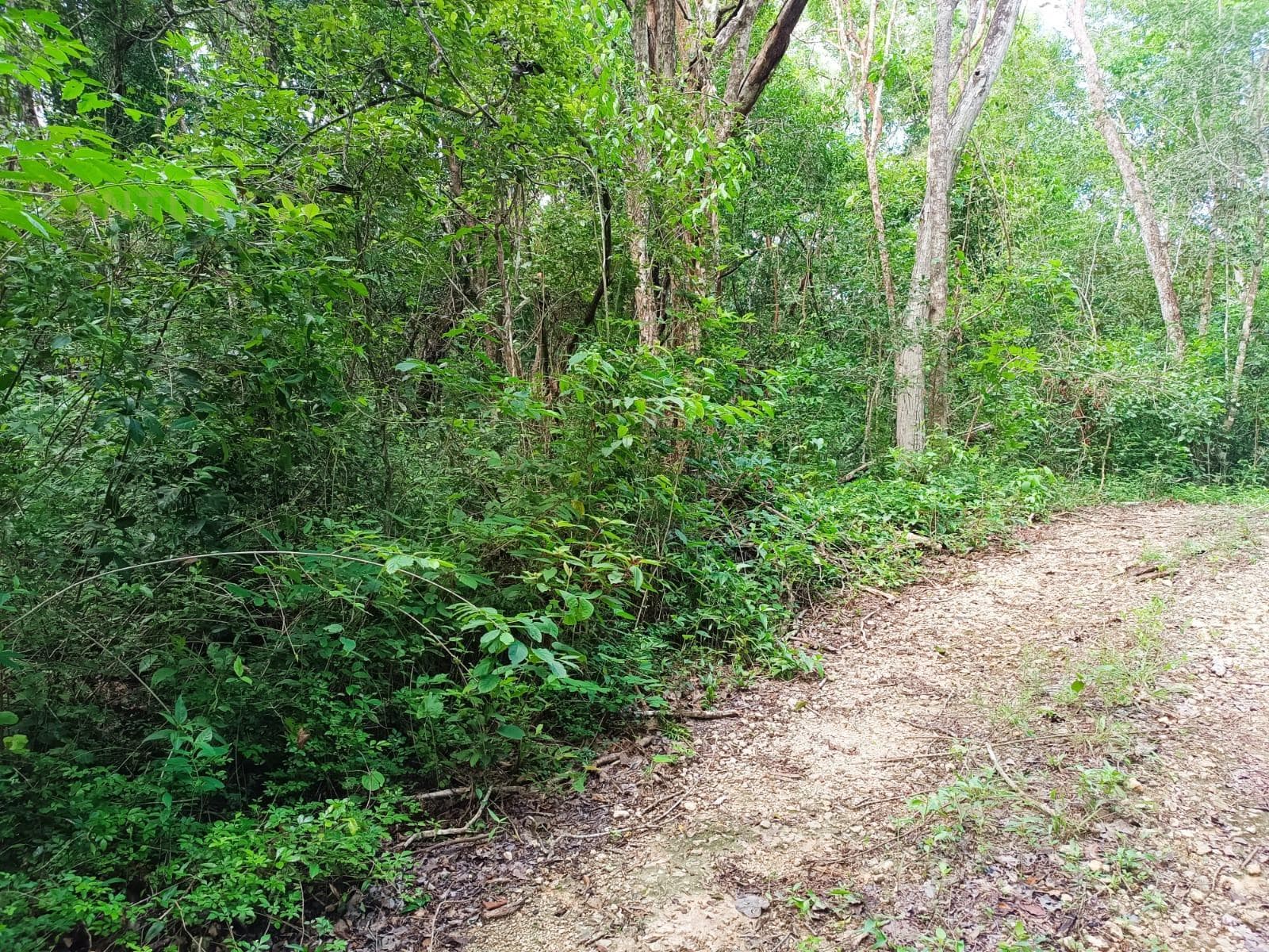 Eco-Friendly Lot for Sale | Francisco Uh May Tulum | Invest in the Jungle Near Azulik | P4252