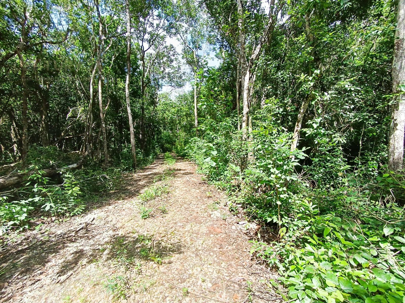 Eco-Friendly Lot for Sale | Francisco Uh May Tulum | Invest in the Jungle Near Azulik | P4252