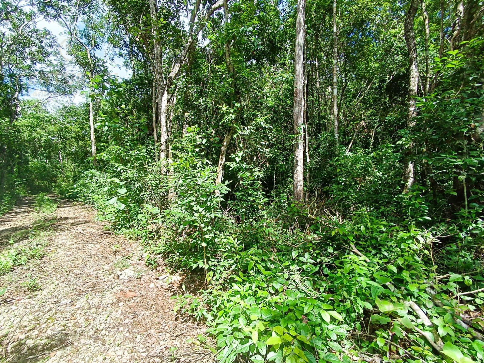 Eco-Friendly Lot for Sale | Francisco Uh May Tulum | Invest in the Jungle Near Azulik | P4252