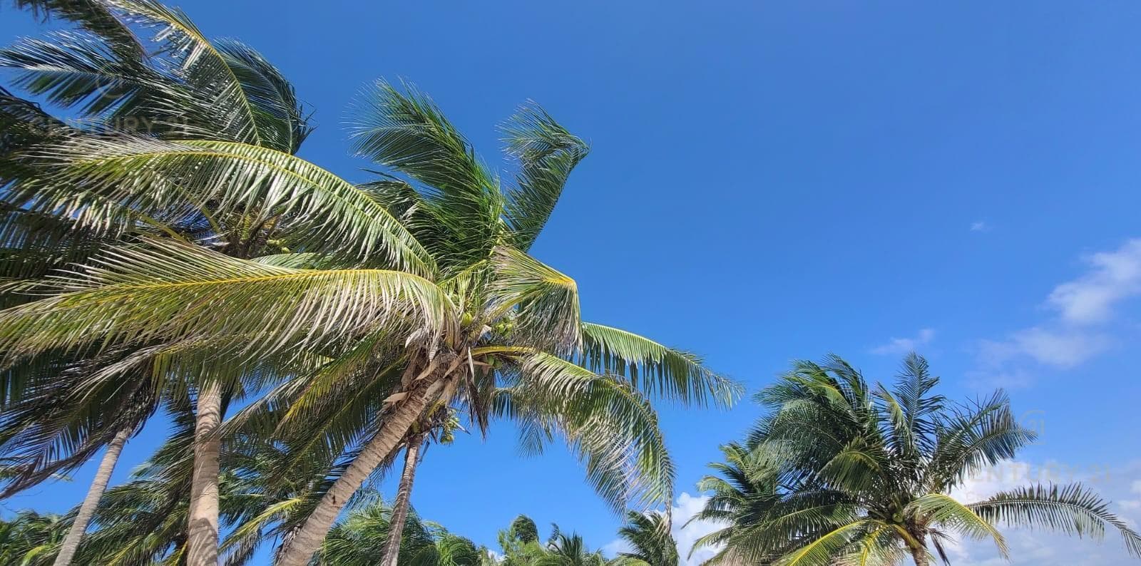 1-hectare lot for sale in Region 15 in Tulum, $180 USD per m2, P4347