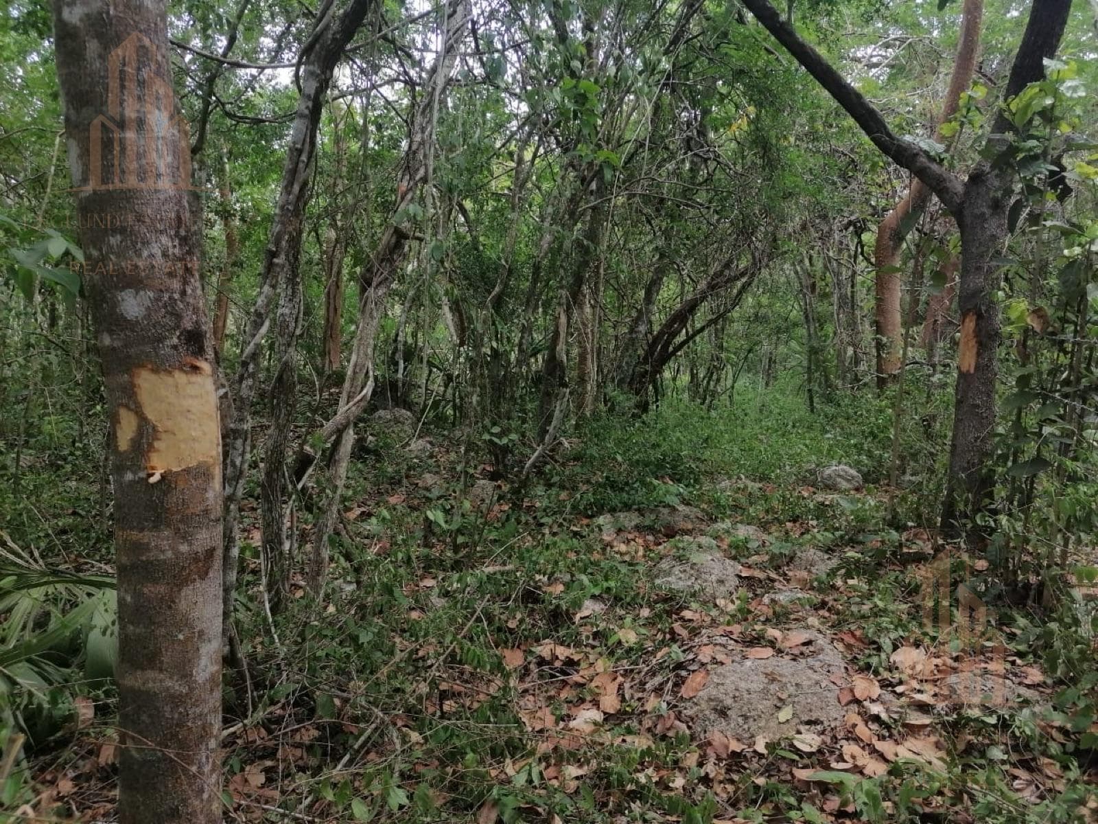 Land - Tulum