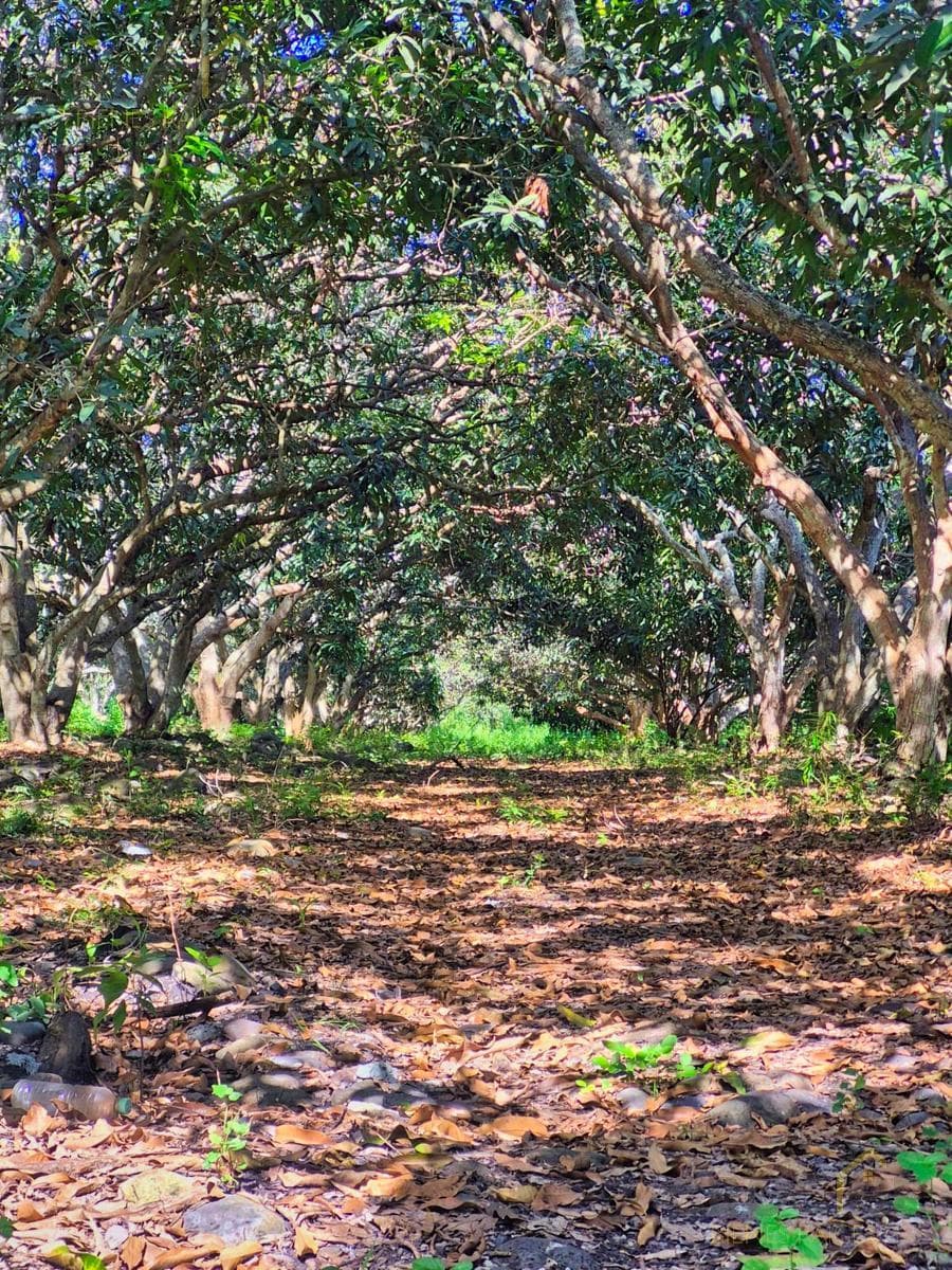 Land for Sale in La Esperanza, Actopan, Veracruz