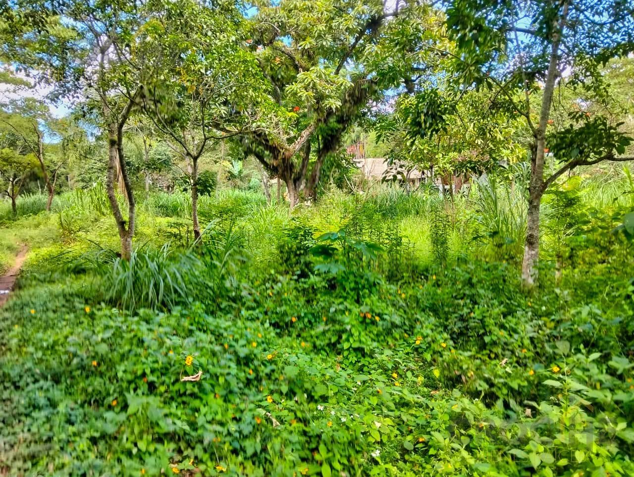 Land for Sale in Paso Campana, La Estanzuela, Veracruz