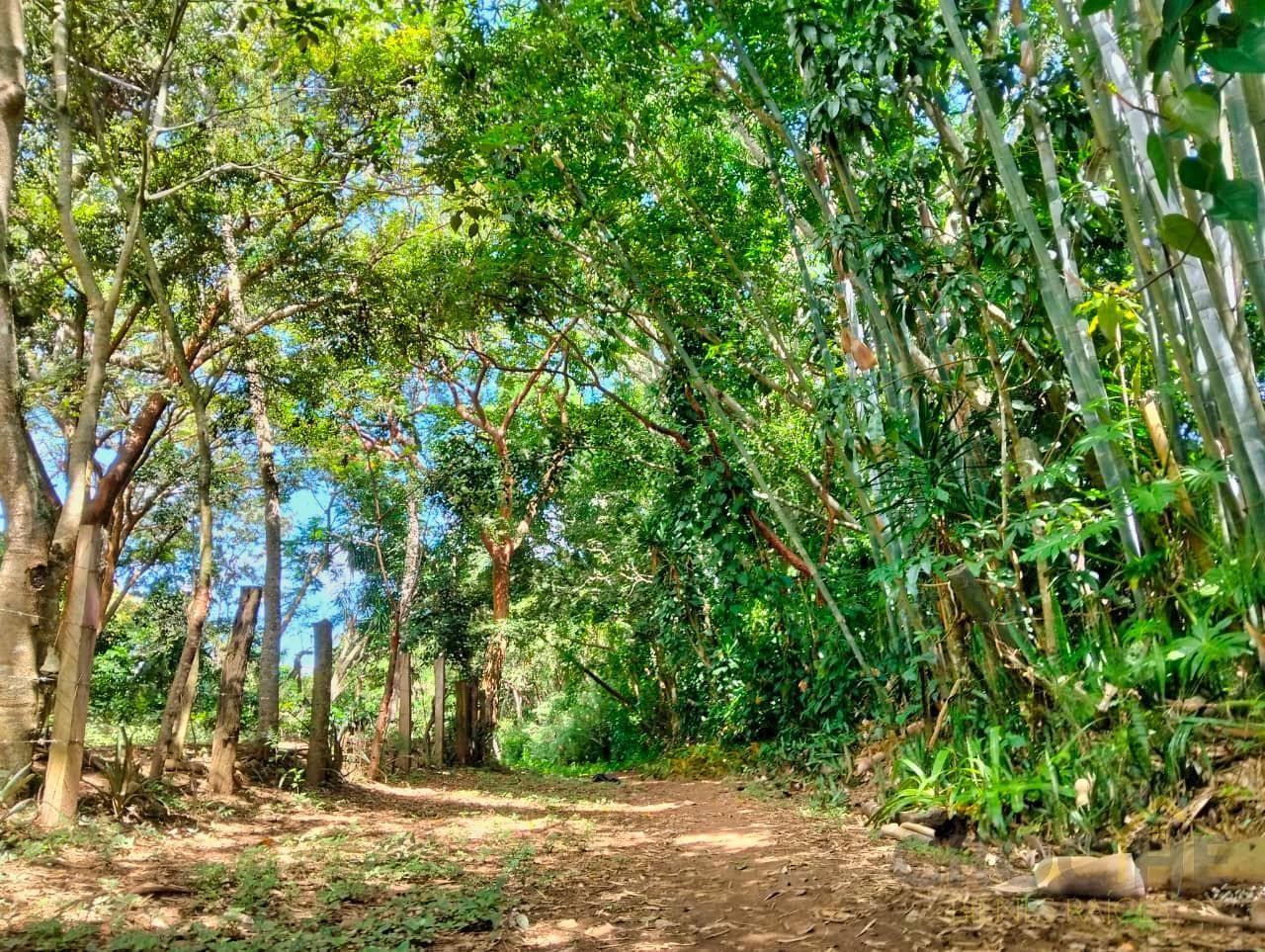 Land for Sale in Paso Campana, La Estanzuela, Veracruz