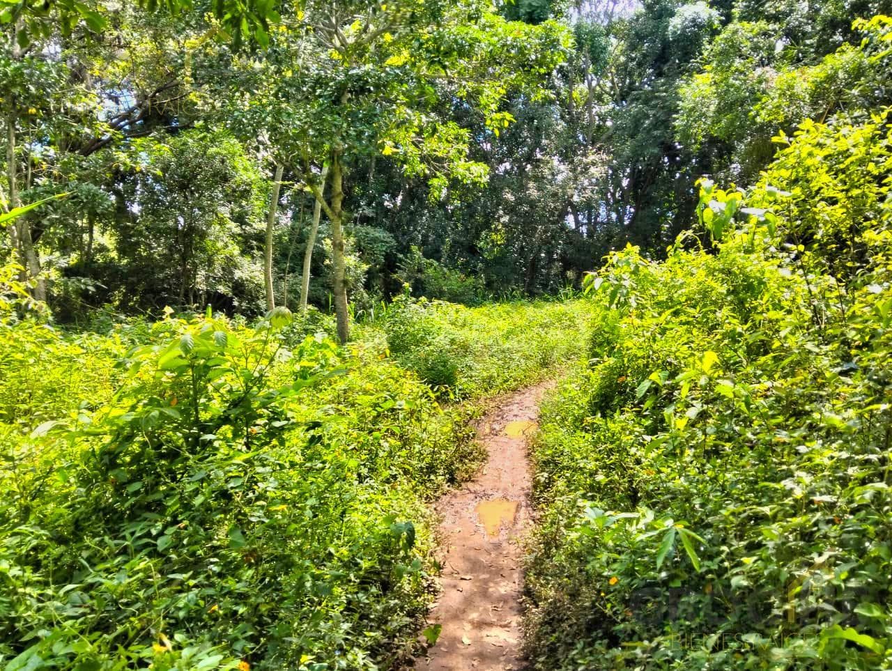 Land for Sale in Paso Campana, La Estanzuela, Veracruz