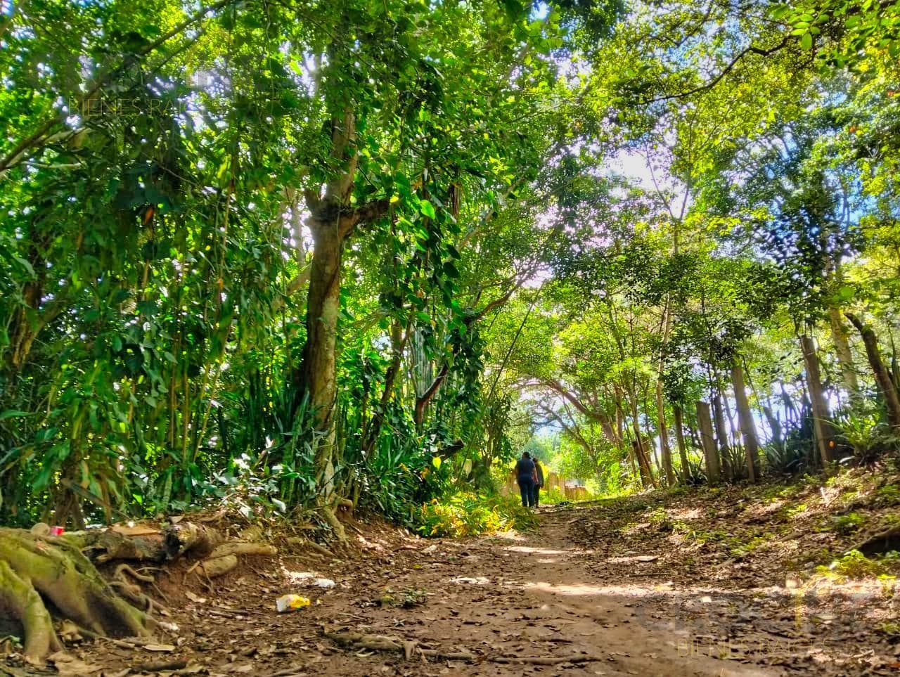 Land for Sale in Paso Campana, La Estanzuela, Veracruz
