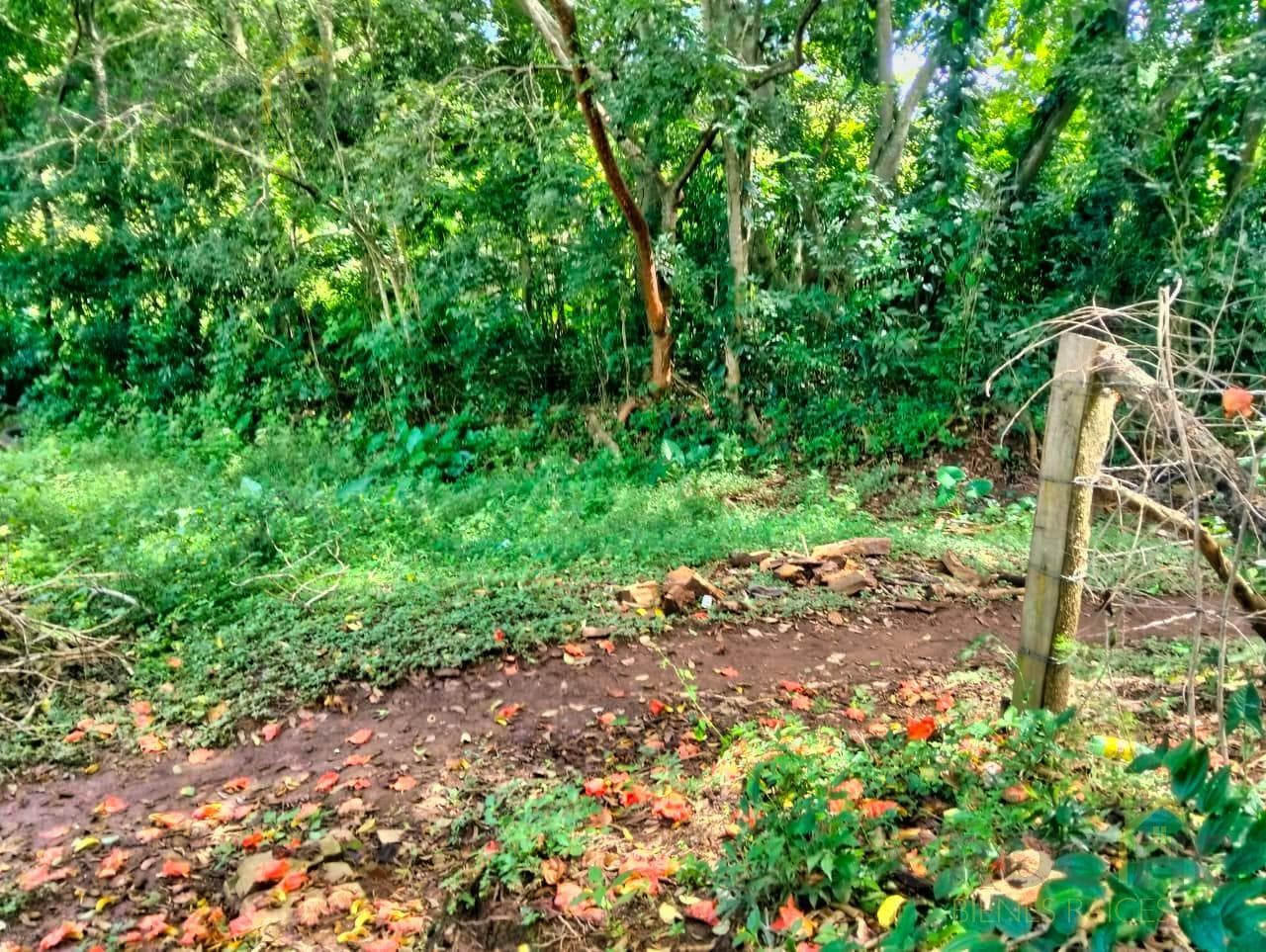 Land for Sale in Paso Campana, La Estanzuela, Veracruz