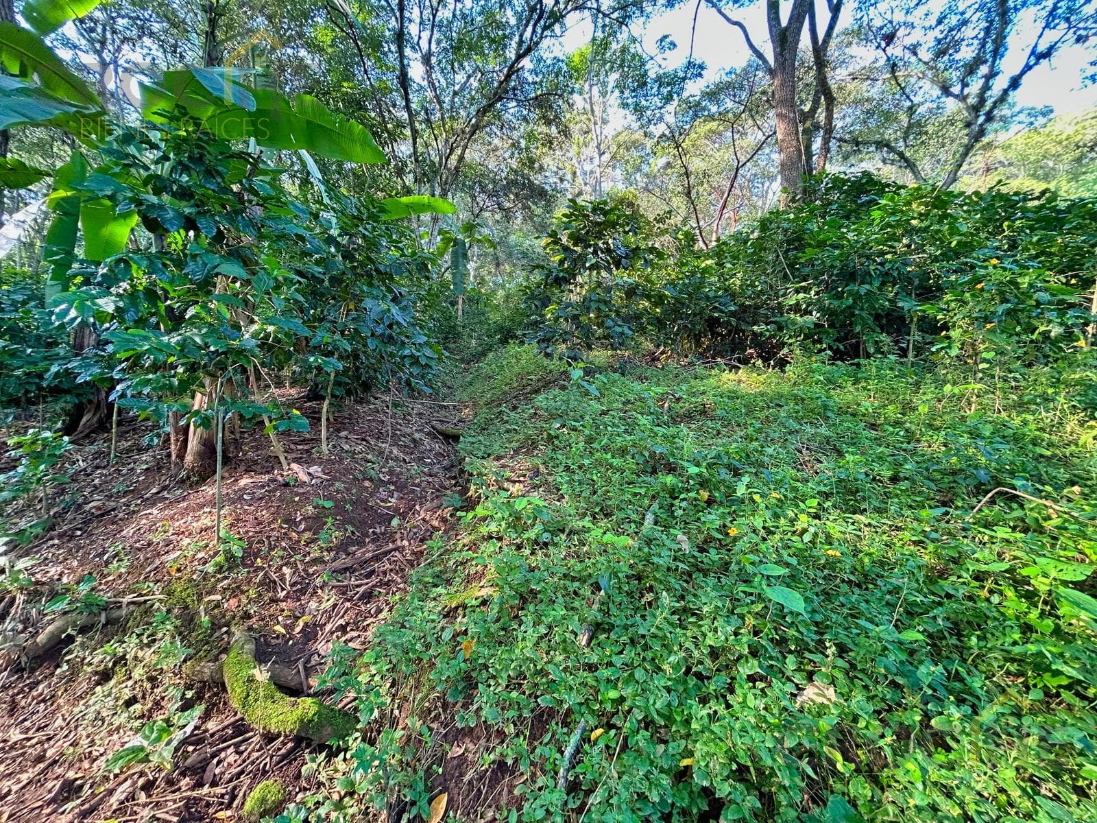 Land for Sale in Miahuatlán, Veracruz: 5.5 hectares