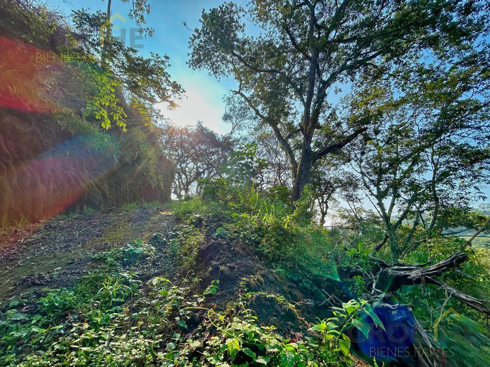 Land for Sale in Miahuatlán, Veracruz: 5.5 hectares