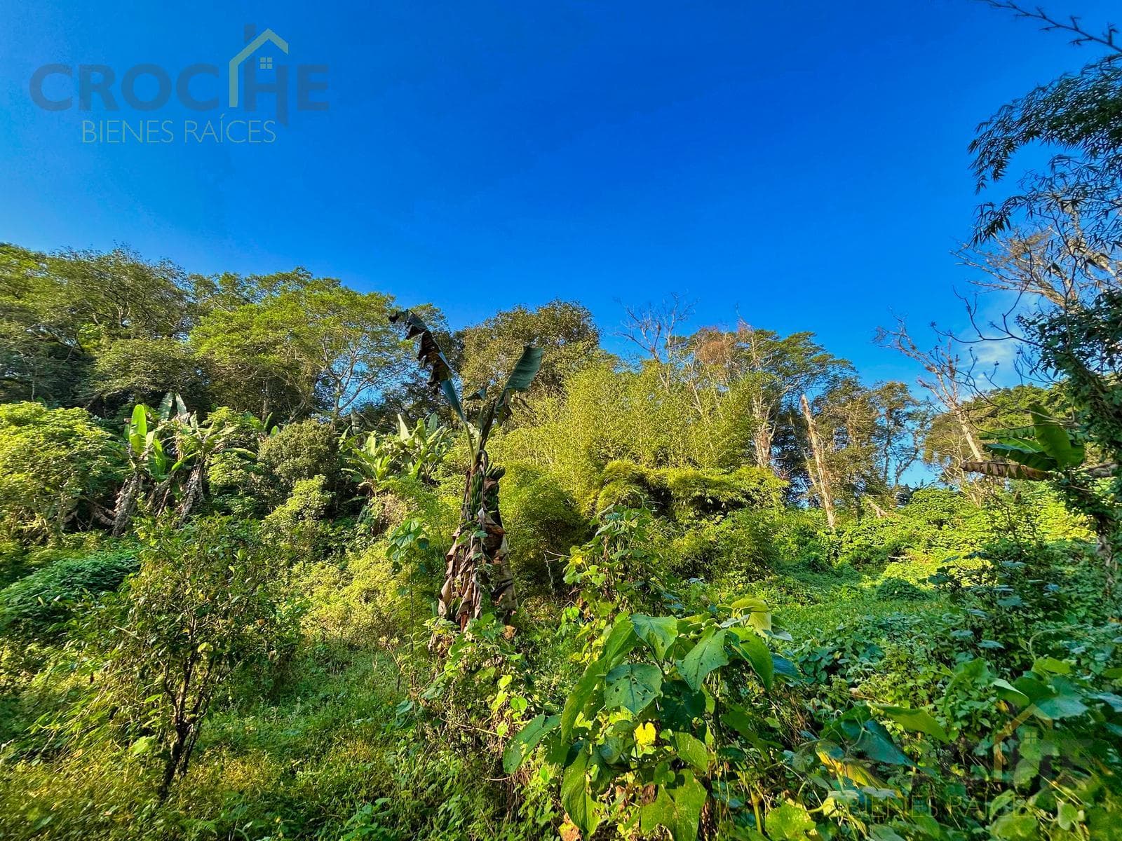 Land for Sale in Coatepec, Veracruz: 3 hectares