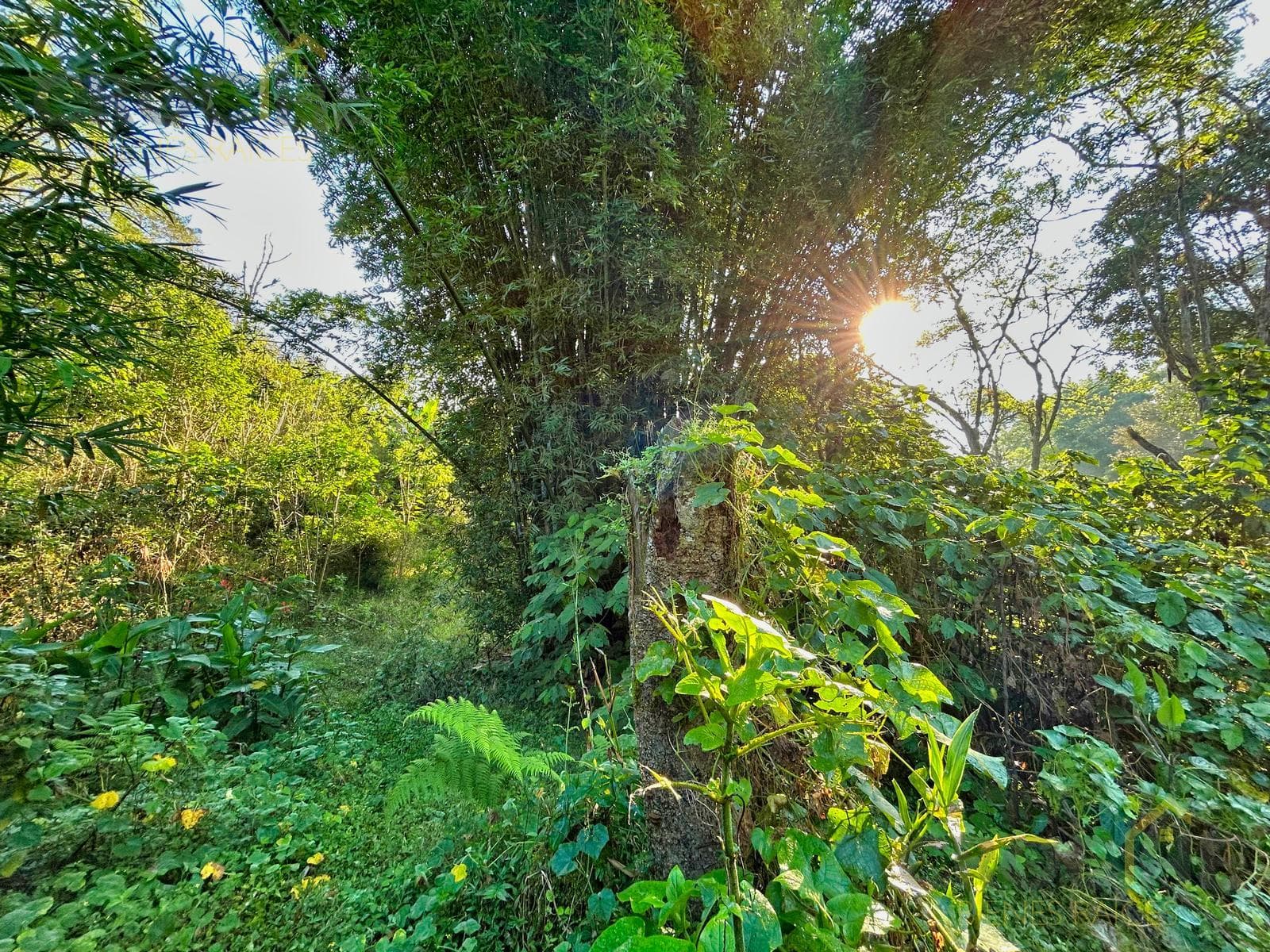 Land for Sale in Coatepec, Veracruz: 3 hectares