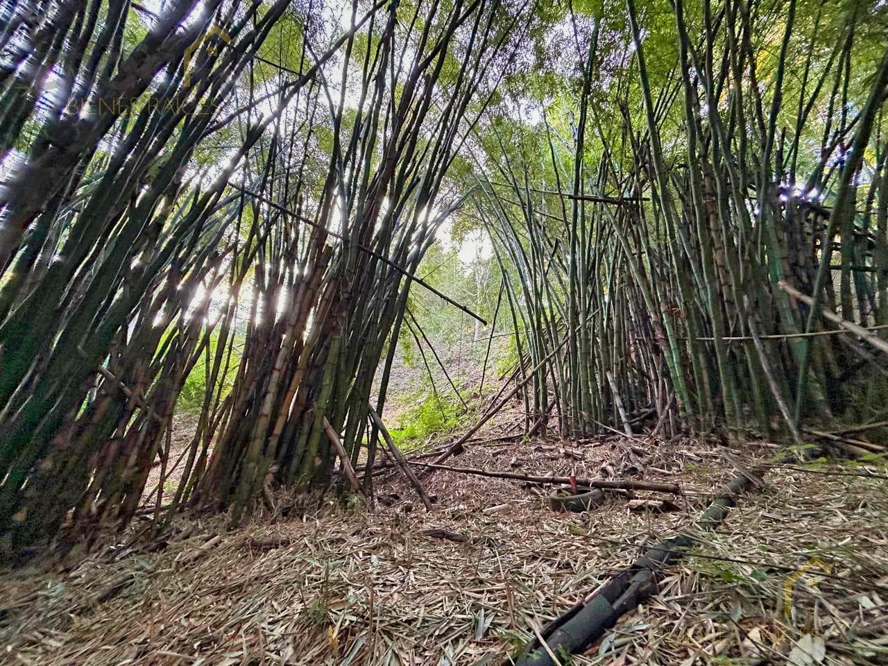 2,298 m² for sale on the road to Chopantla, Coatepec, Veracruz