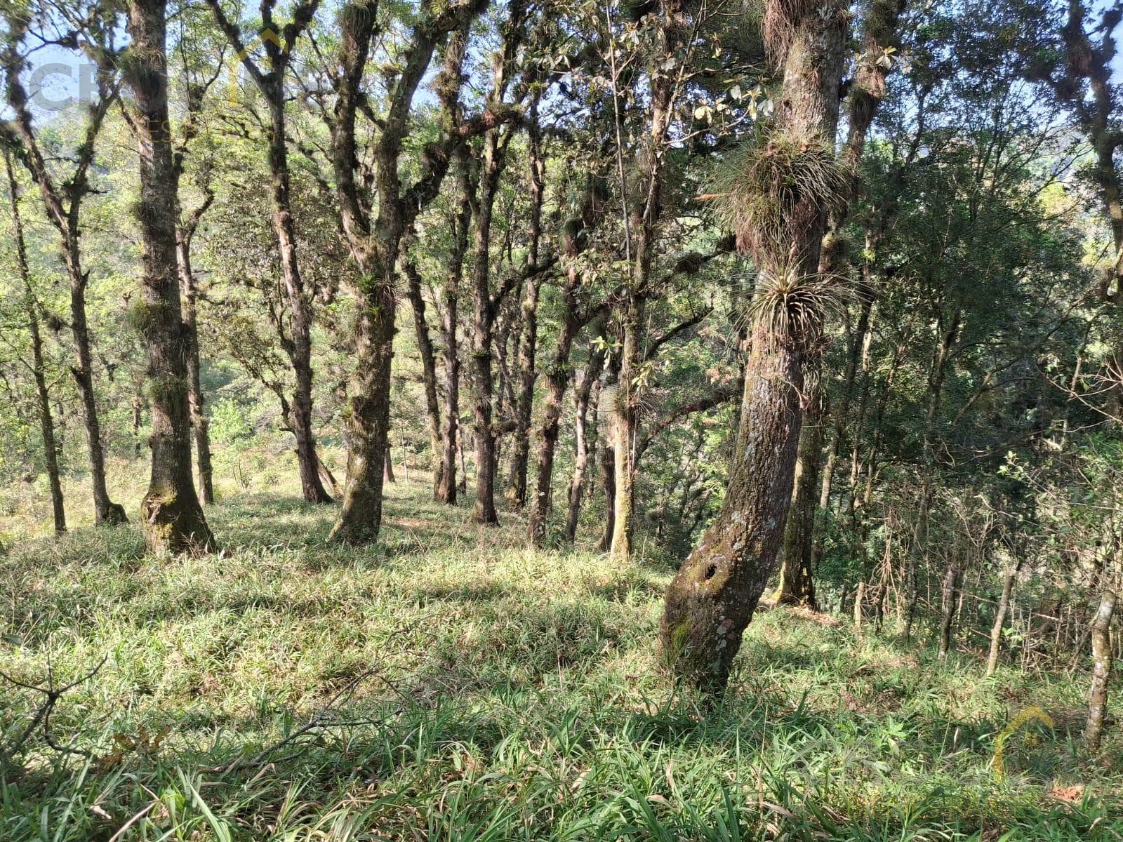 LAND FOR SALE ALONG THE TEOCELO–COSAUTLÁN HIGHWAY IN THE TEXIN MONASTERY AREA