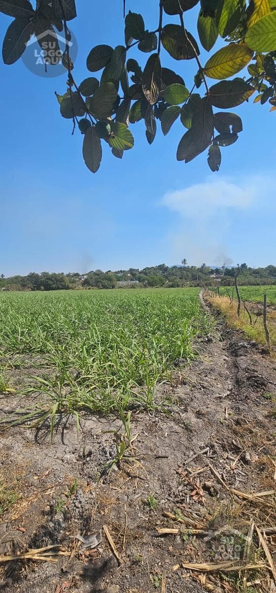 LAND FOR SALE IN POZA HONDA, ZACATEPEC, MORELOS.