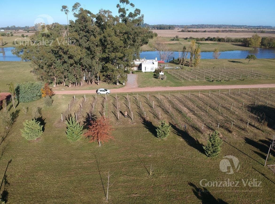 Farm in Carmelo