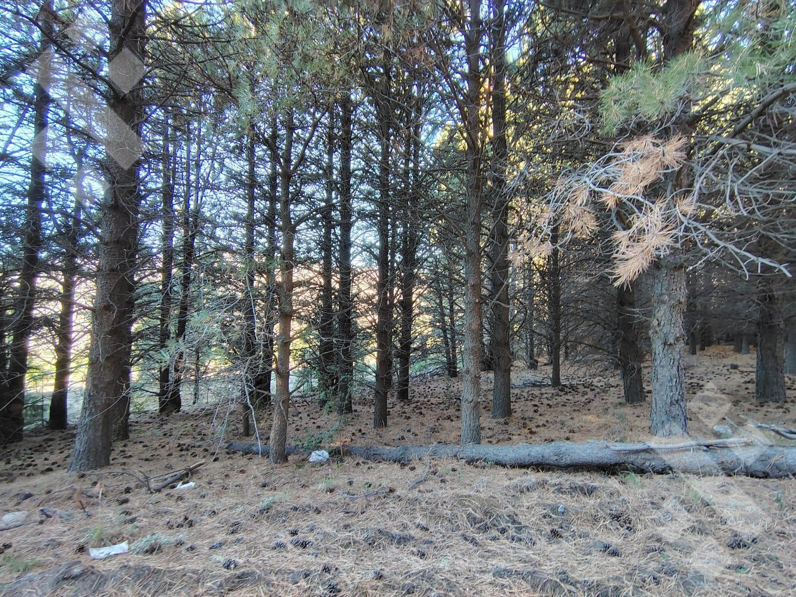 900 m² Lot for Sale - El Remanso Gated Community - San Martín de los Andes
