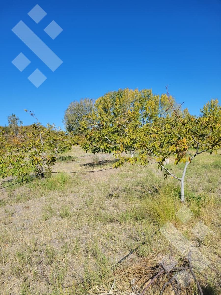 Land in Senillosa