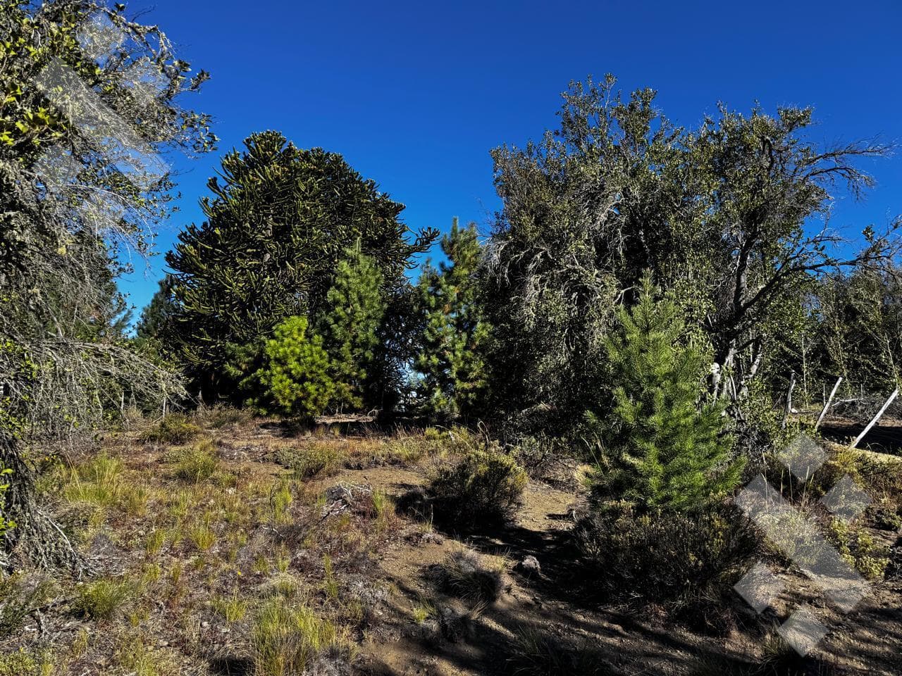 Villa Pehuenia Lot - 951.38 m²