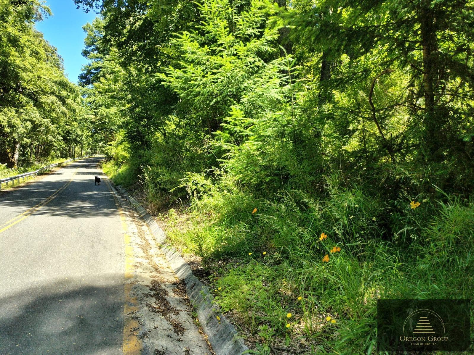 Hectares for sale in Pirehueico, Los Ríos Region, Chile, just a few meters from the Hua Hum Pass