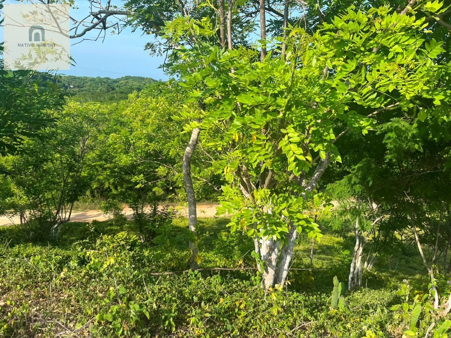 Country Jamaica