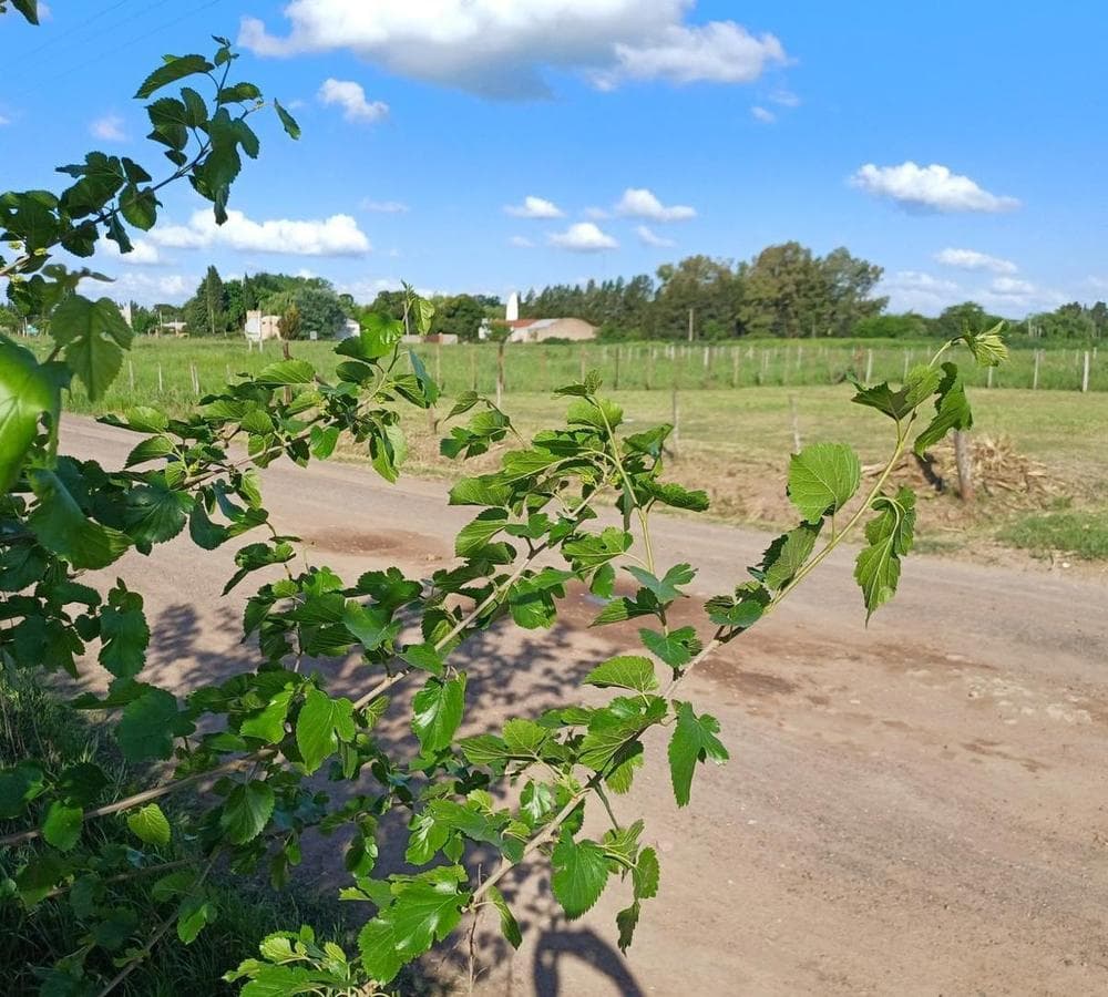 Land/Lot for Sale in Villa Espil