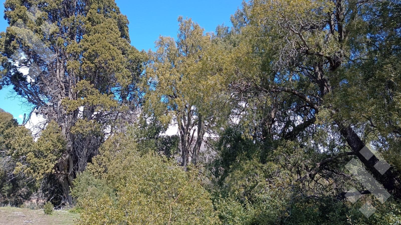 800 m² Lot for Sale - Chacay Bajo - Camino Cascada de Sepúlveda - San Martín de los Andes