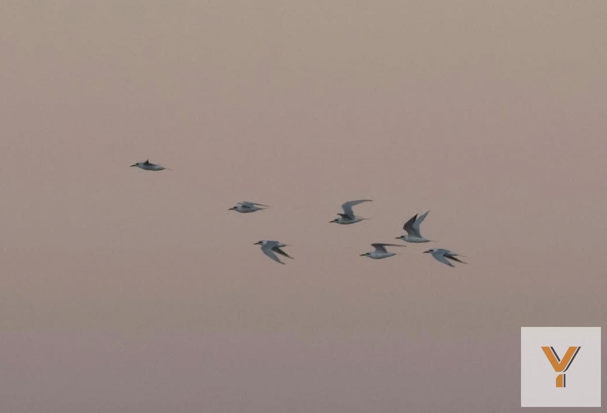 Land for Sale - - 1,100 m - Costa Esmeralda