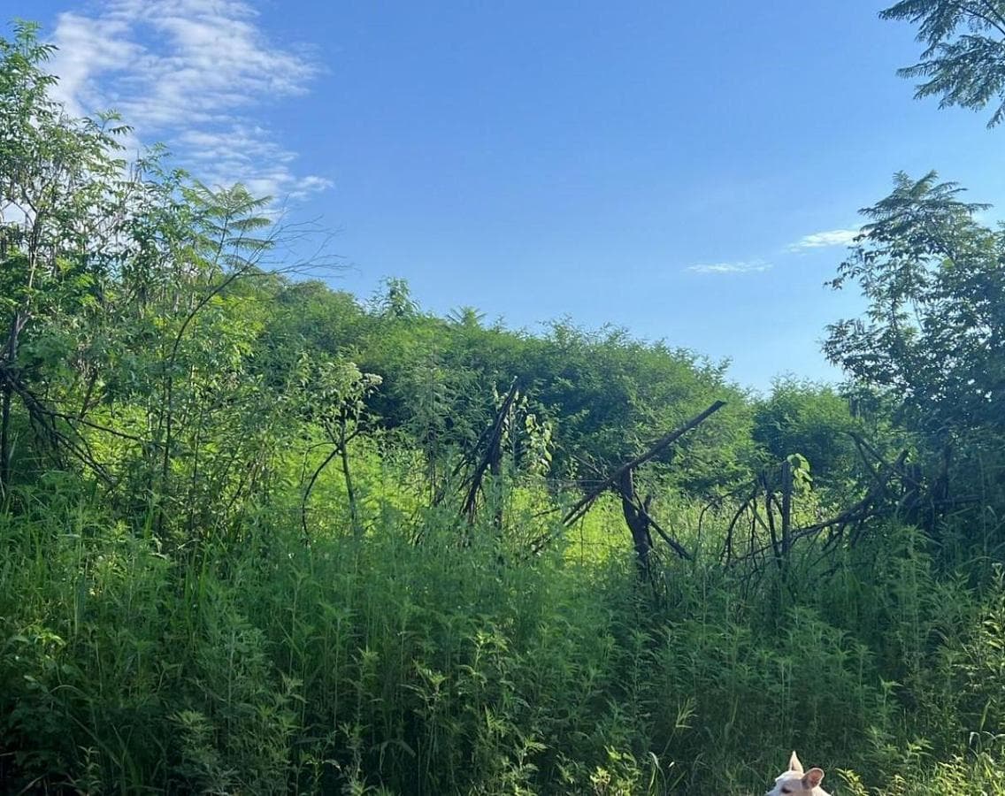 IMPORTANT: 1 AND 3 HECTARES OF LAND IN LAS TALITAS
