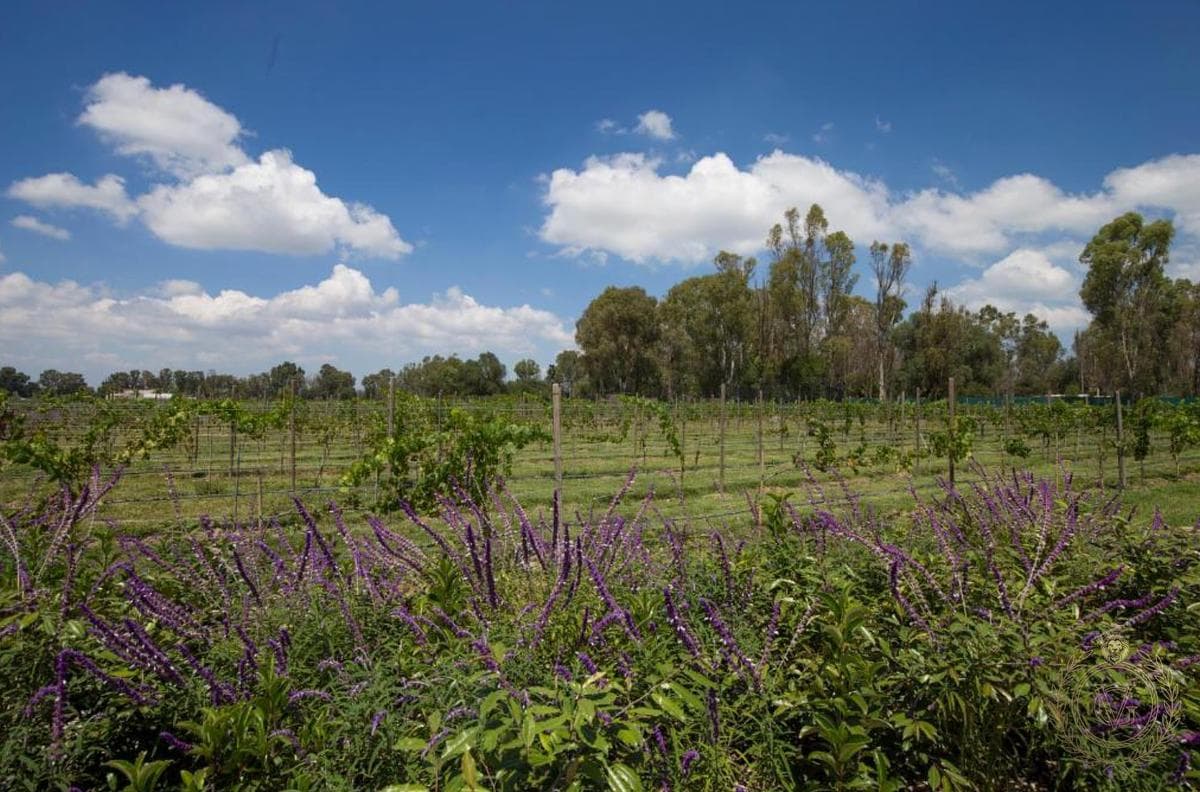 9,029 m² residential lot in Viñedos San Francisco, San Miguel de Allende