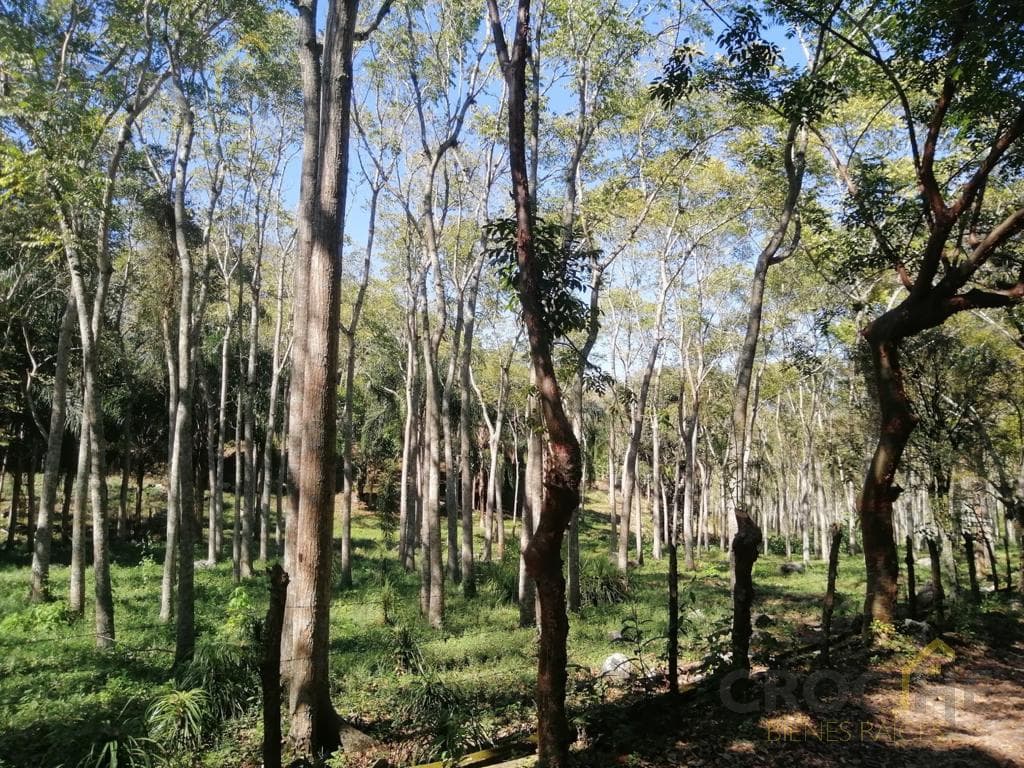 LAND FOR SALE IN LA CONCEPCIÓN, VERACRUZ