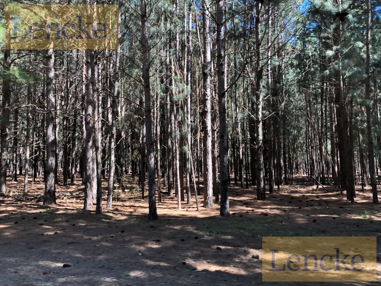 Farms for sale in El Pinar, near Carmelo; lots with excellent views; financing available