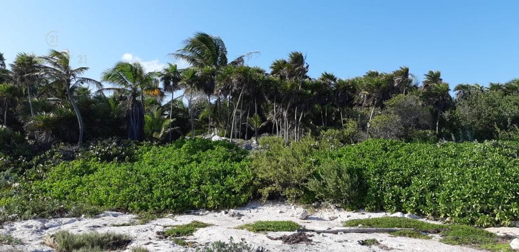 Oceanfront Lot for Sale in Playa del Carmen, 20 Hectares | P3754