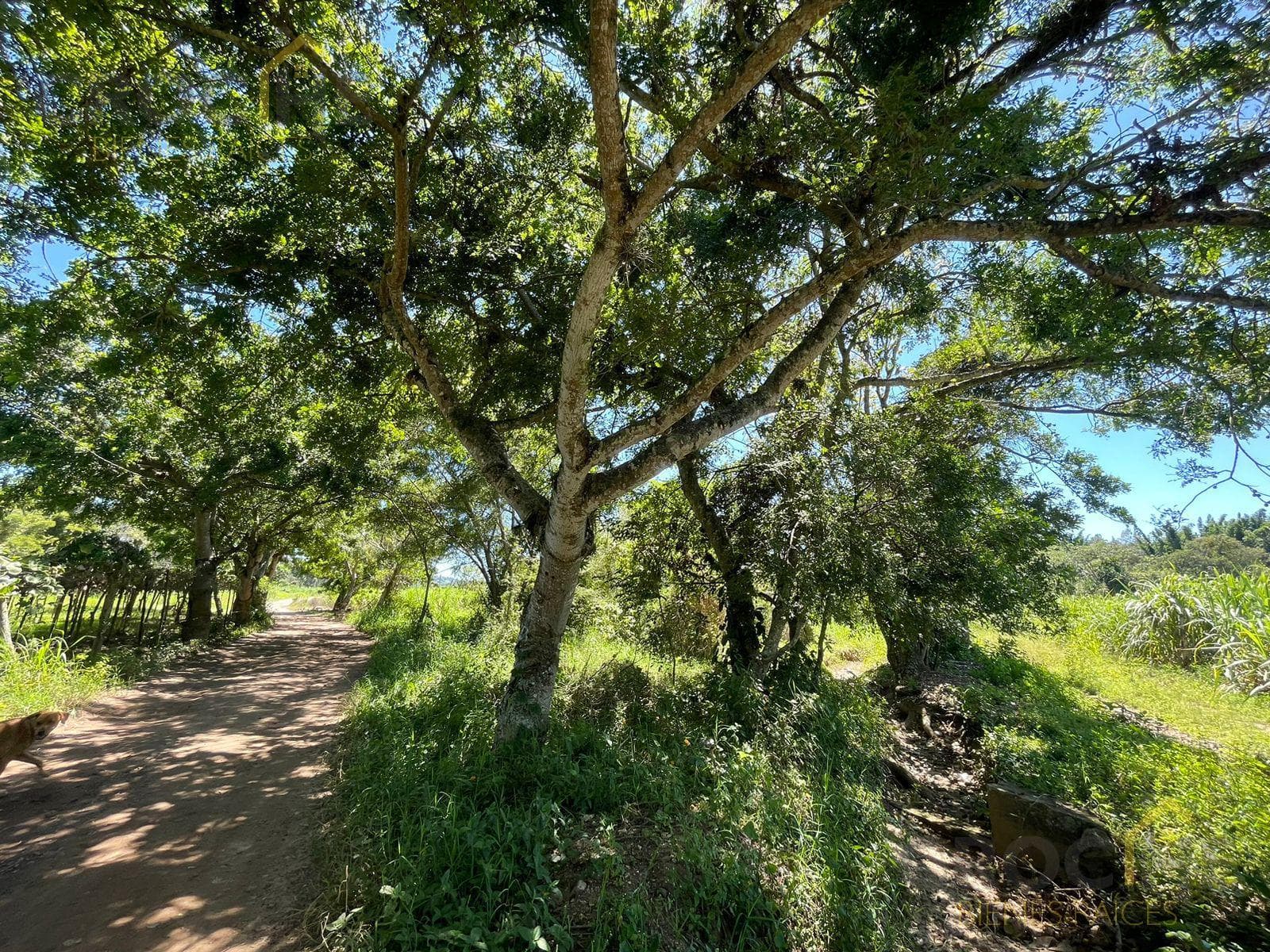 Land for sale in Castillo, Xalapa, Ver.
