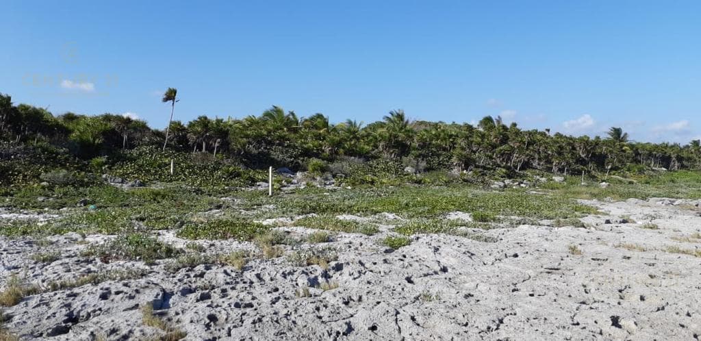 Oceanfront Lot for Sale in Playa del Carmen, 20 Hectares | P3754