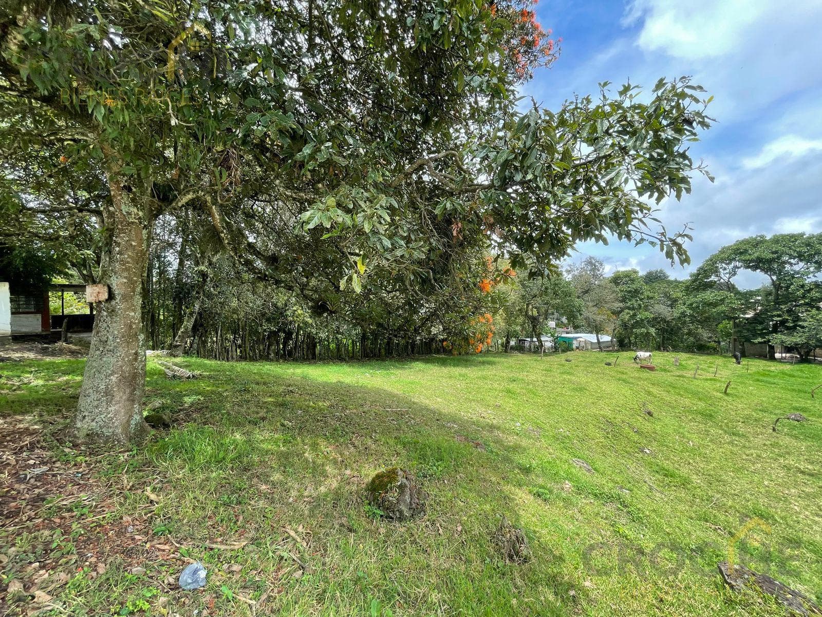 Land for Sale in the Municipality of Rafael Lucio, Veracruz