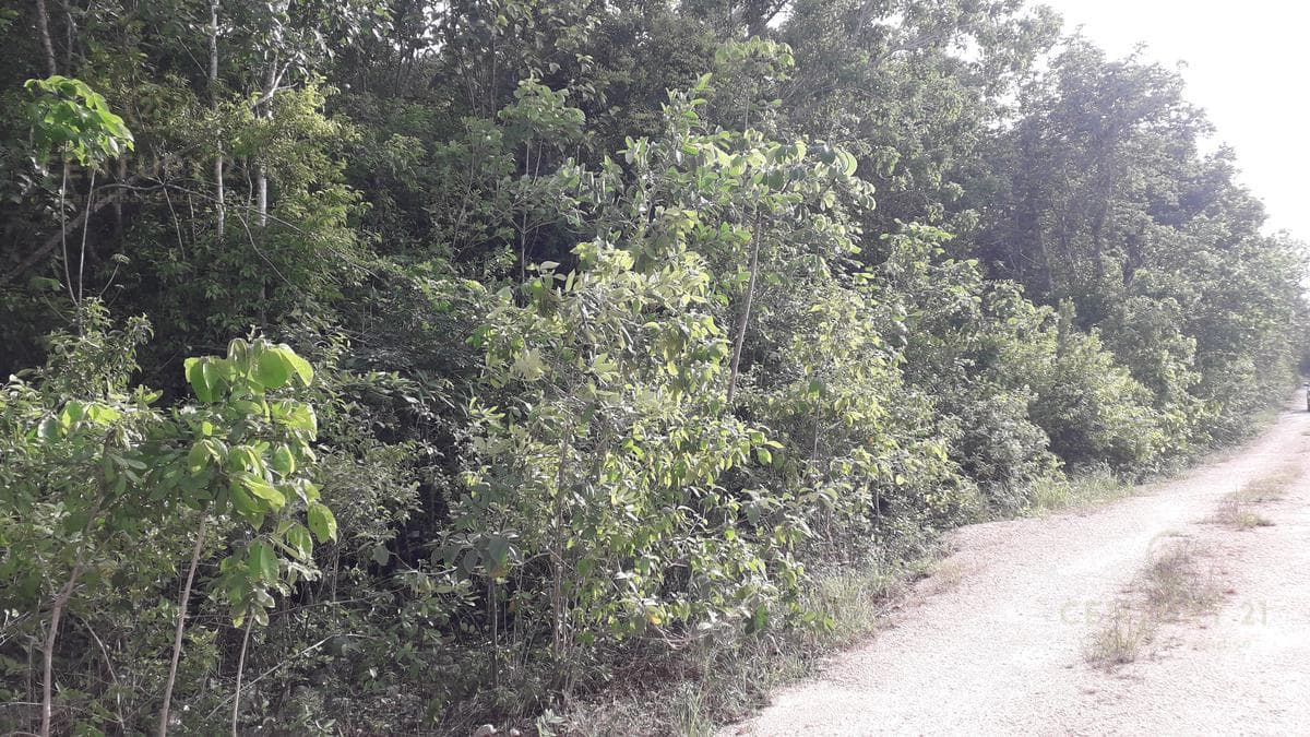 2 Lots for sale at the corner of Nogal Street and Mañanitas Street, Lots 1 and 2, C3149